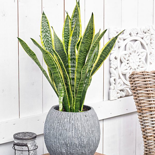 Sunset Lily Arrangement