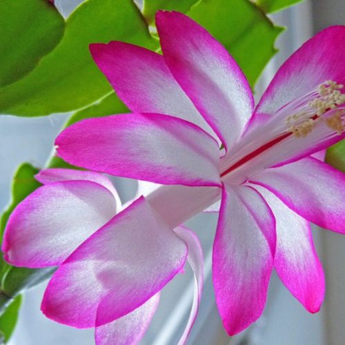 Floral & Citrus Fusion