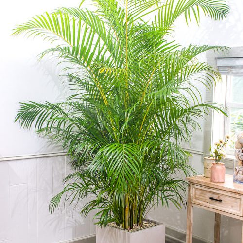 Peach & Coral Dahlia