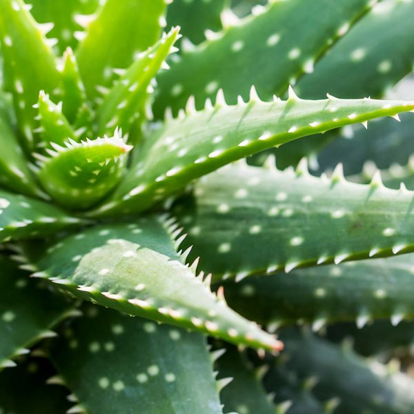 Fresh Green Eucalyptus