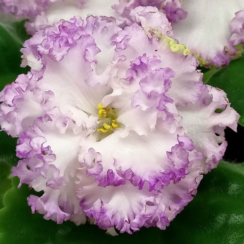 Sunset Orchid Display