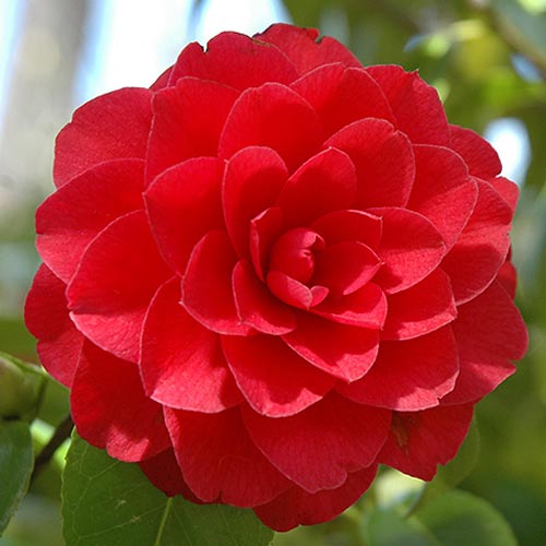 Royal Purple Lilac Arrangement - Image 2