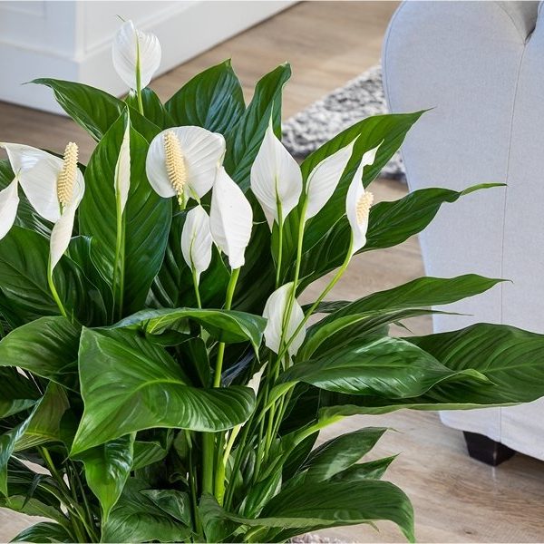 Classic Red Rose Box